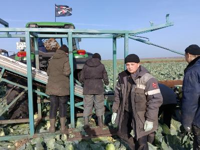 Собрали триста тонн капусты